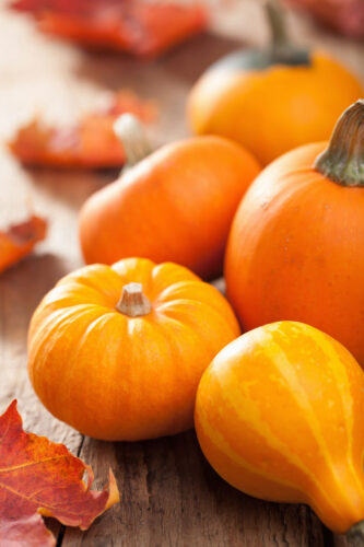Get the Most Out of Decorative Thanksgiving Pumpkins